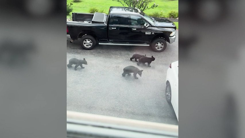 Video thumbnail for Mama bear and 4 cubs make surprise visit to Morris County driveway