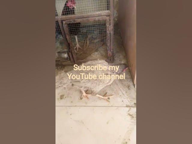 Video thumbnail for 26 January 2026