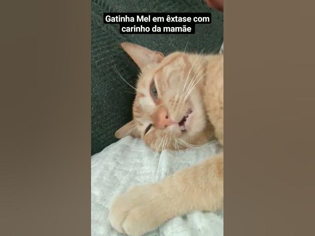 Video thumbnail for Gatinha em êxtase recebendo carinho da mamãe. #gata #shorts #extazy #cat #carinho