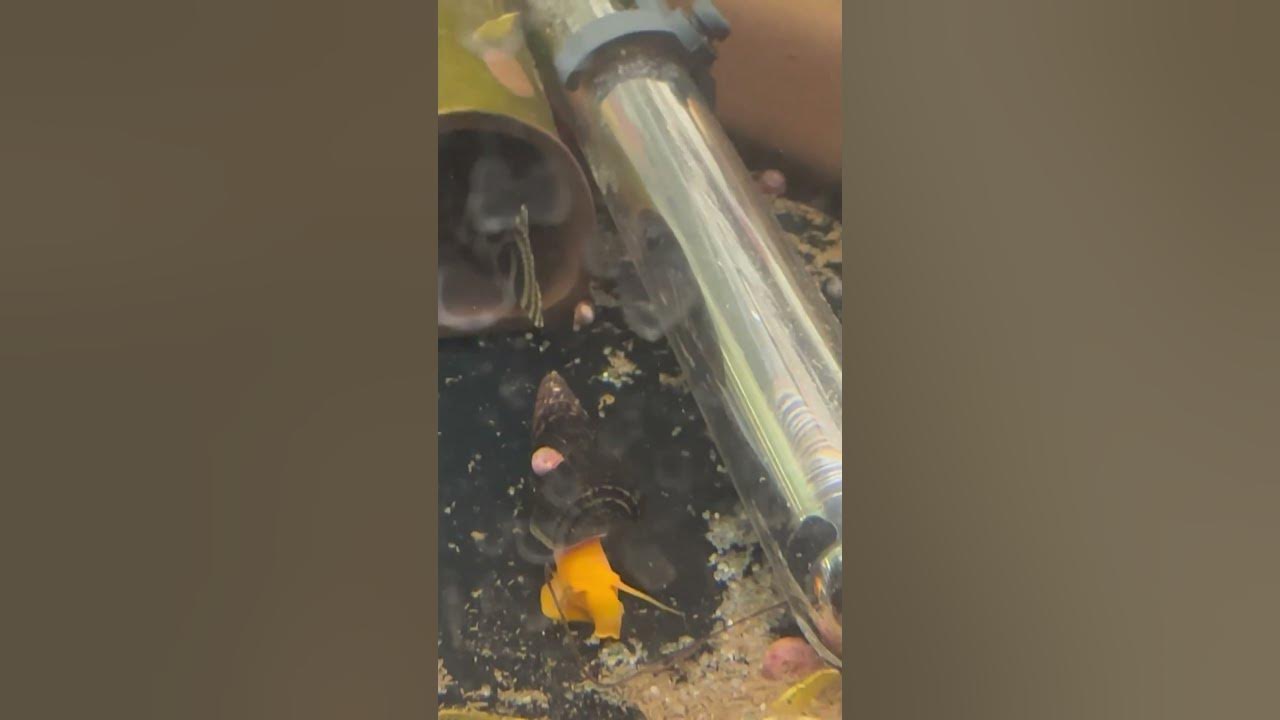 Video thumbnail for Baby Ramshorn snail riding rabbit snail. No snails were harmed in the making of this video
