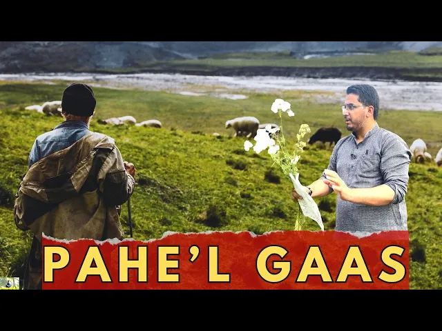 Video thumbnail for PAHIEL GAASE’ | THE YARROW PLANT MEDICINAL BENEFITS
