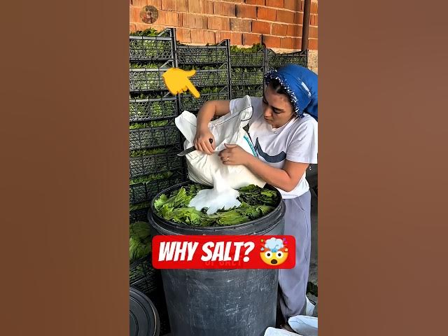 Video thumbnail for Why Are Grape Leaves🍁Covered in Salt? 🤯 #facts #dolma #usa #shorts #recipe #food #cooking