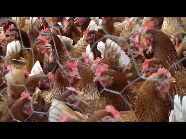 Video thumbnail for How do I predator-proof my coop?