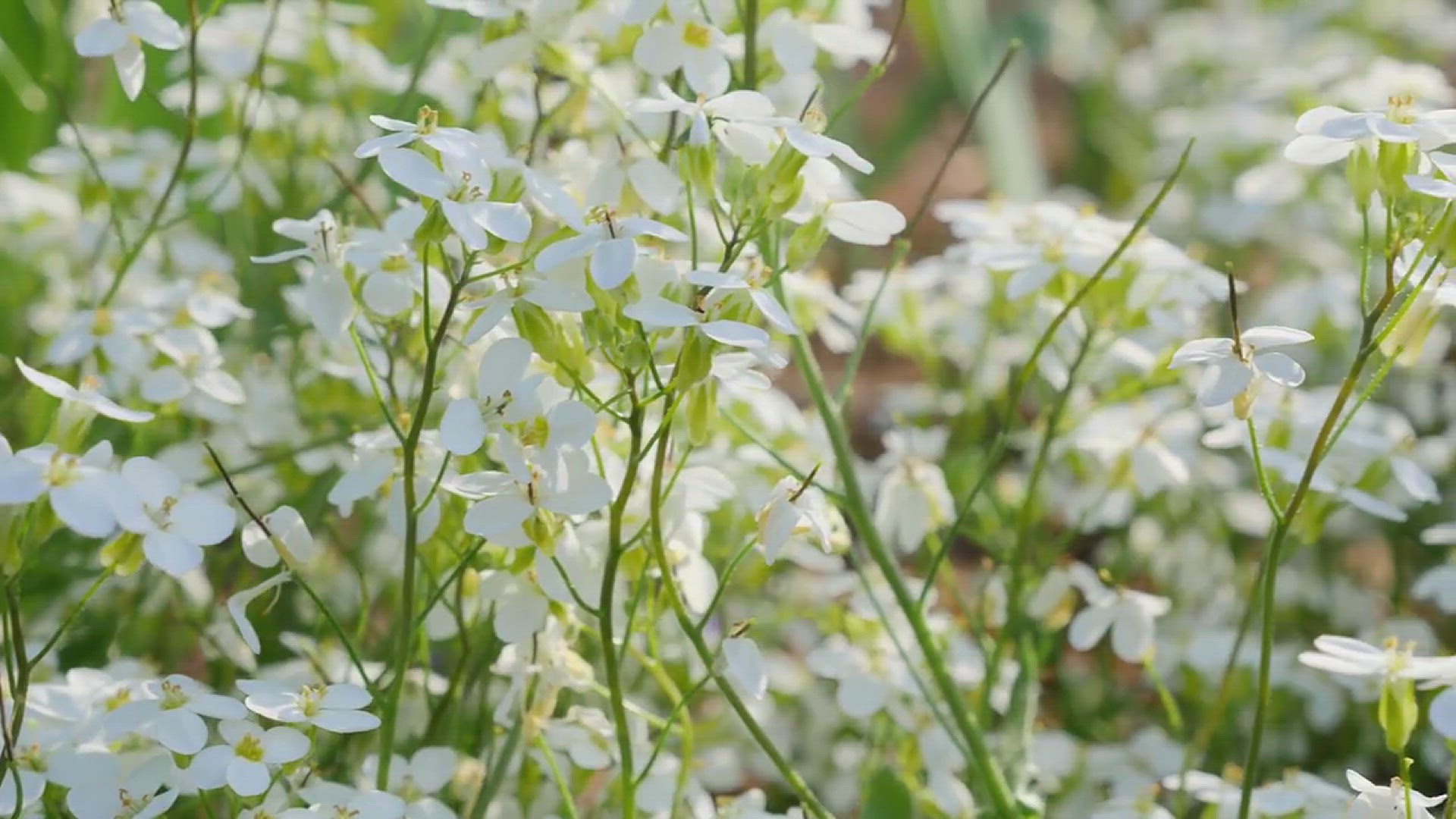 'Video thumbnail for Garden with Anemone Flowers'