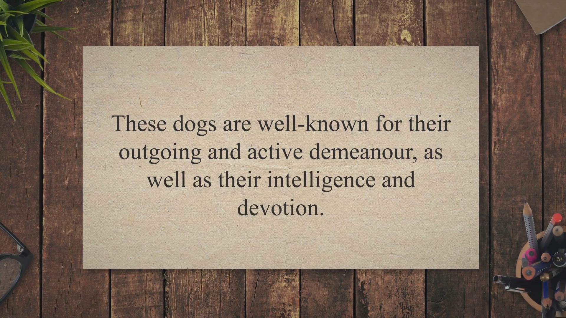 Video thumbnail for How much is a golden Aussie?