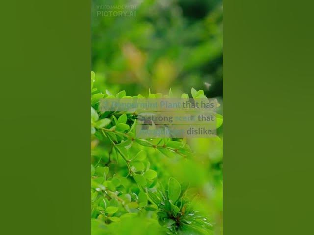 Video thumbnail for Say Goodbye to Mosquito Bites Forever with This Natural Repellent Hacks