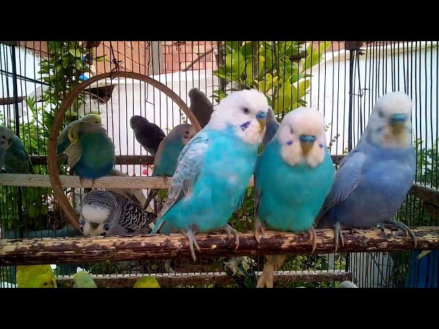 Video thumbnail for セキセイインコの美しい羽根を見てみよう！🌟💚