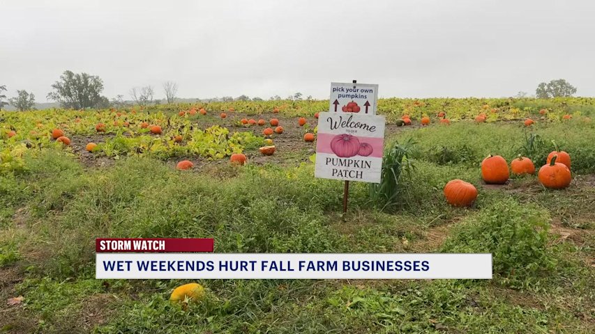 Video thumbnail for Rainy weekends impacting local farms during fall harvest season