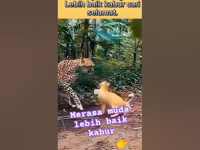 Video thumbnail for harimauusumatra vc kucing ngamuk