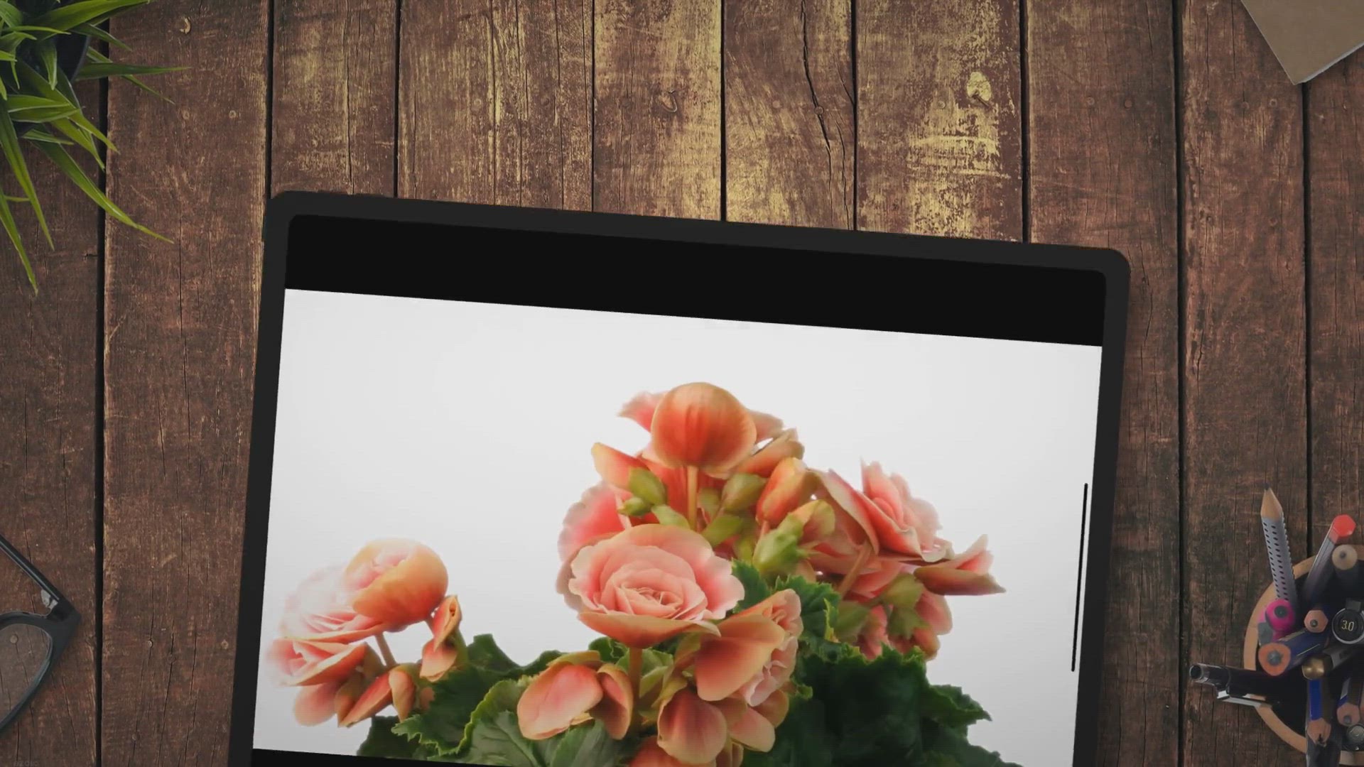 Video thumbnail for How To Prune Begonias (3 Steps To Do It the Right Way)