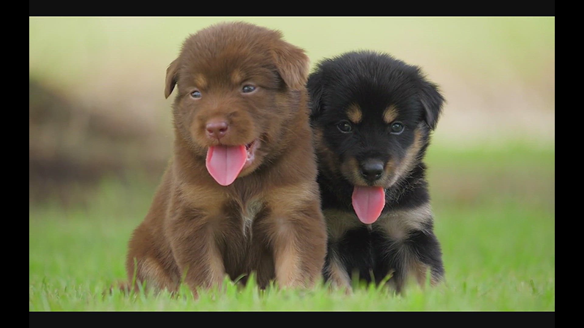 Video thumbnail for Why Do Puppies Shake?  The Hidden Reasons Behind This Cute Habit!