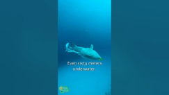 Video thumbnail for 6 Awesome Gadgets for Tech Lovers: Retro Pixel Speaker, Underwater Phone Case, and More! #shorts