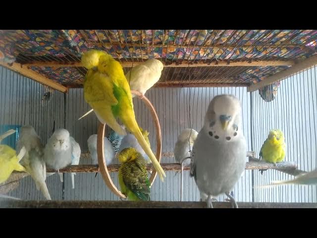 Video thumbnail for 🌿 25 Minutos de Sons Naturais – Relaxe com Pássaros Livres 🕊