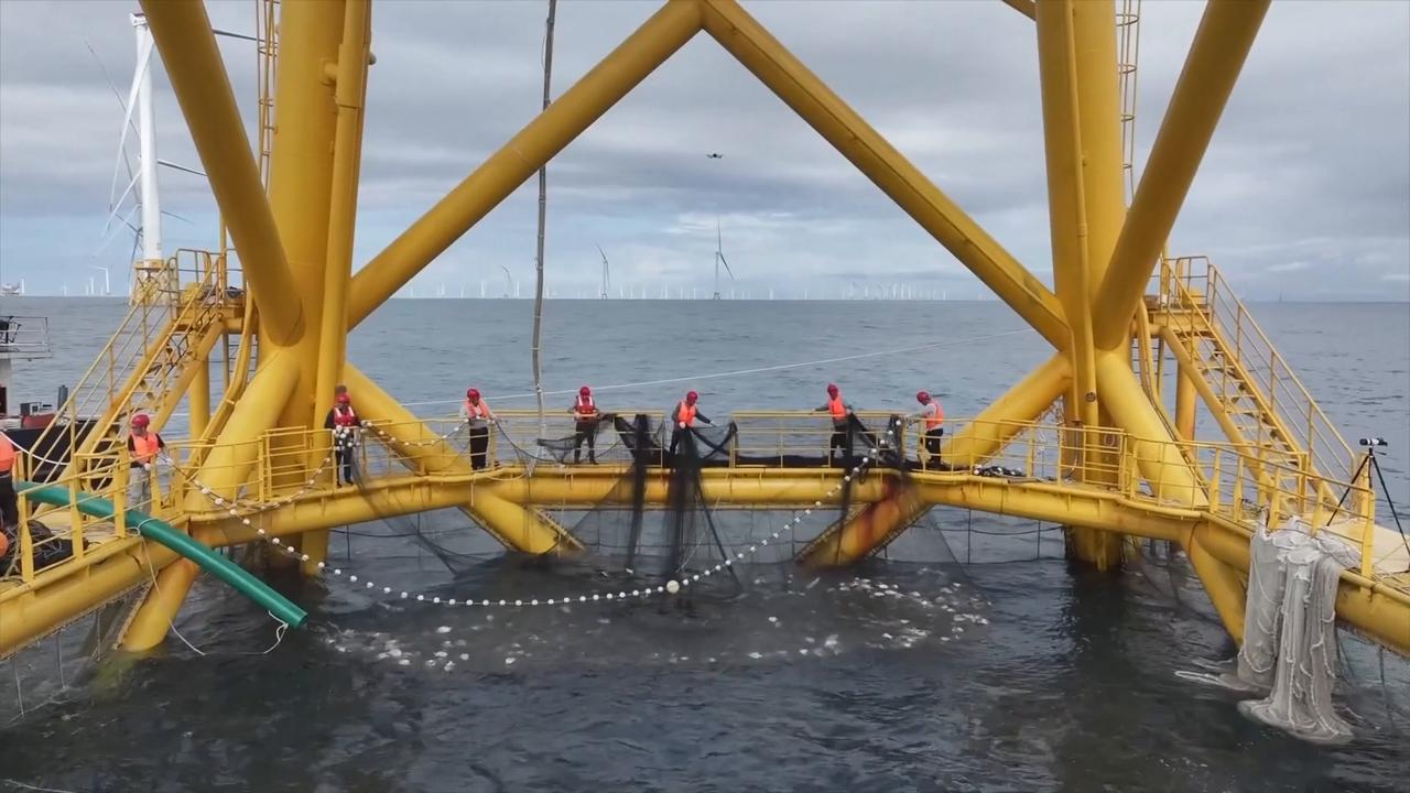 Video thumbnail for China: China's fishery resources, aquatic environment remain stable: survey.