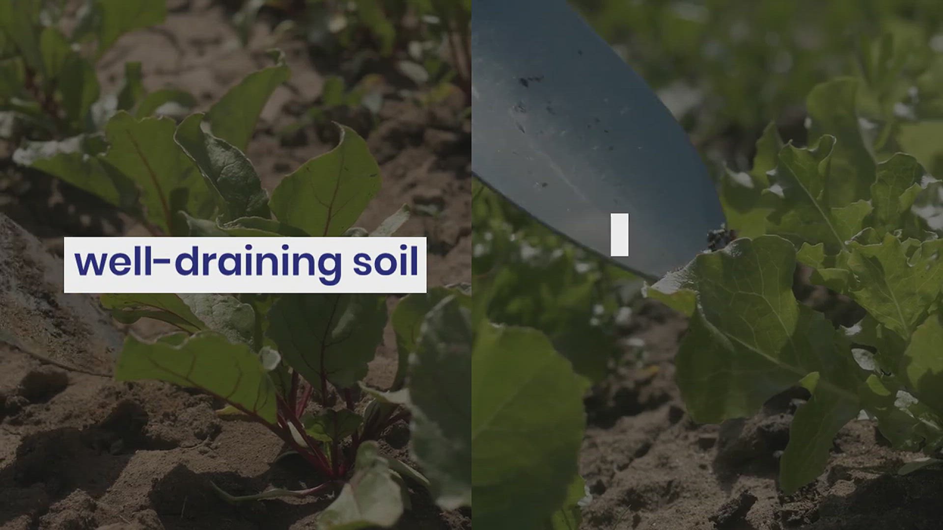 'Video thumbnail for How to Grow Cilantro in Your Garden'