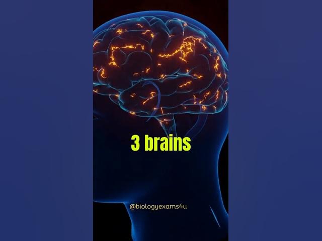 Video thumbnail for Do we have 3 Brains?