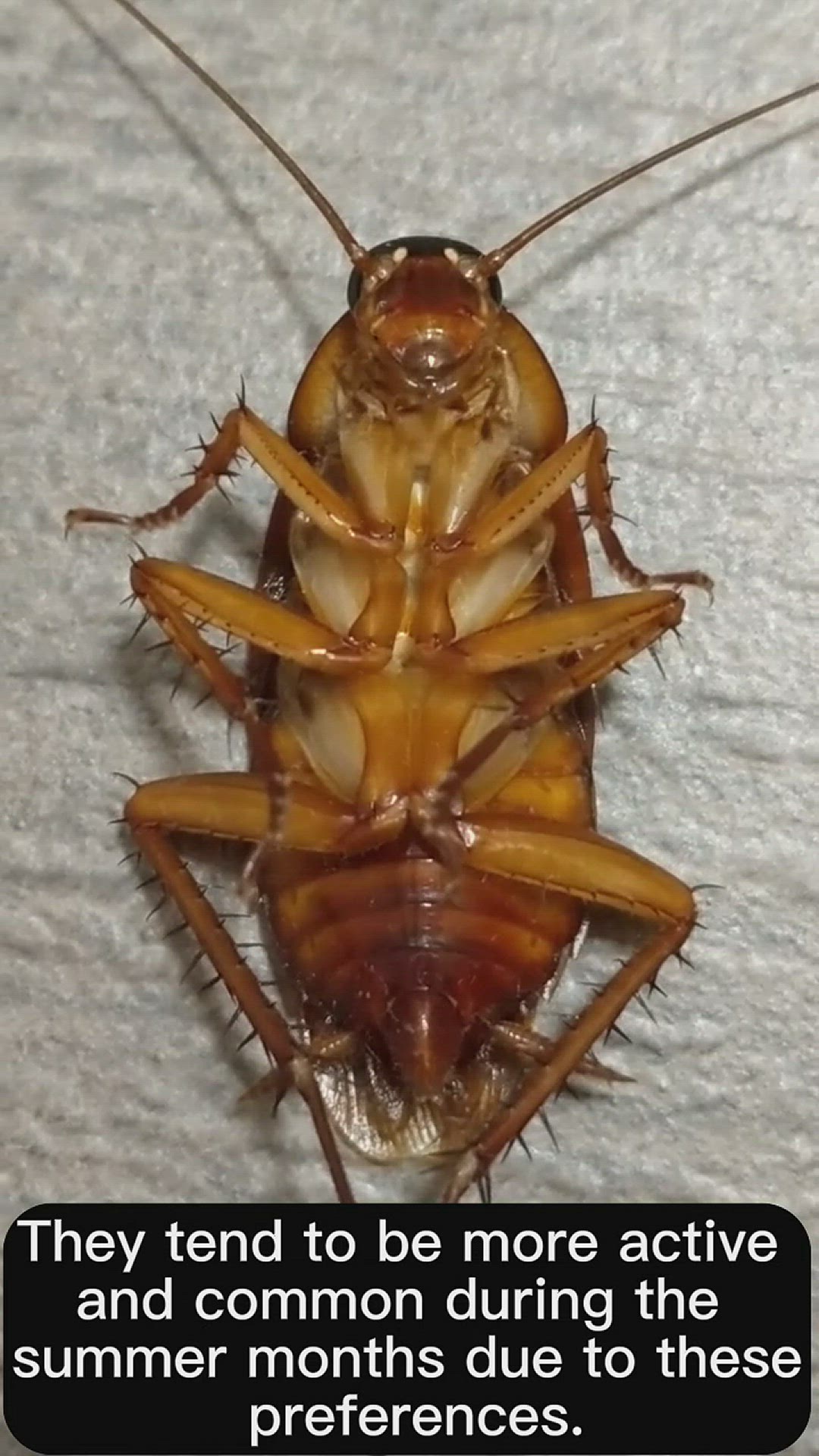 Video thumbnail for Are Roaches Attracted To Heat