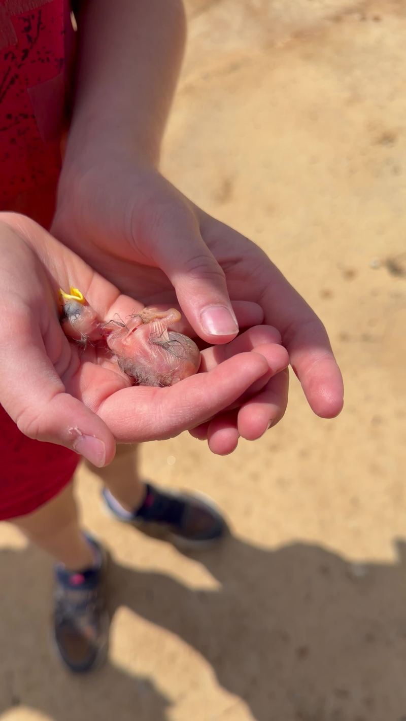 Video thumbnail for Girls Rescuing Tiny Baby Birds from the Dirt