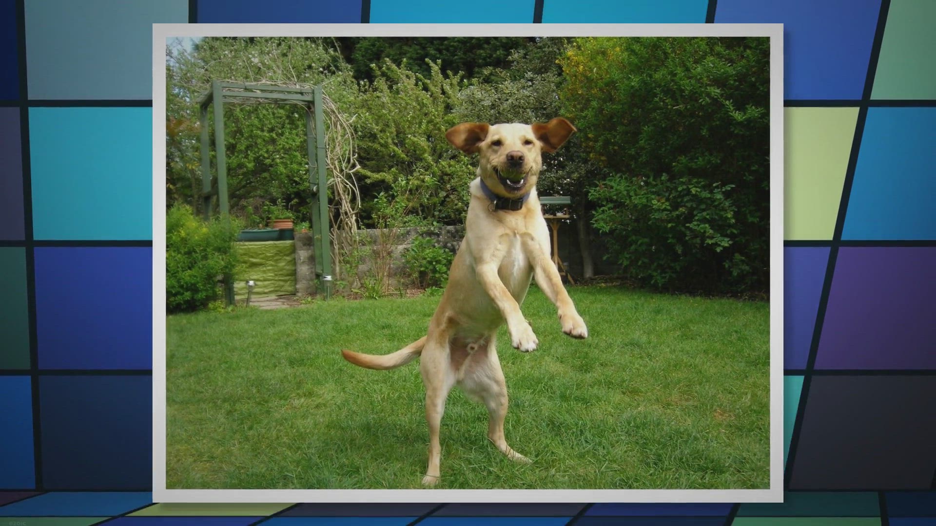 Video thumbnail for Jumping Hazards: Safely Teach Your Dog to Jump and Protect Their Health!