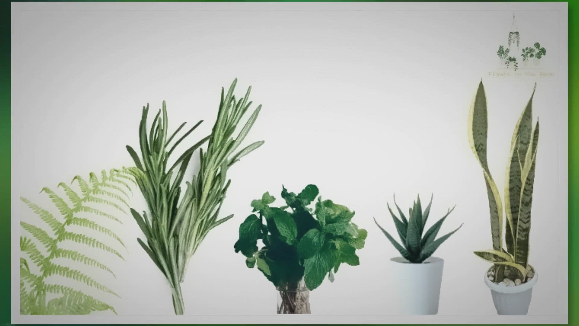 'Video thumbnail for Improve Your Memory with These Indoor Plants'