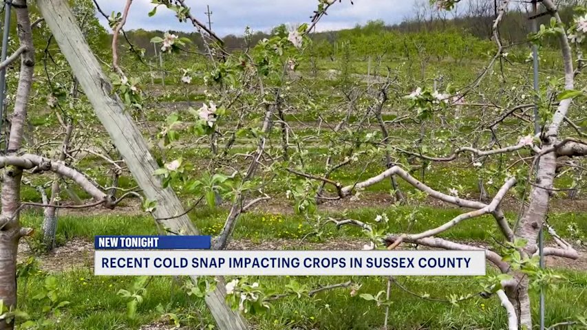 Video thumbnail for Sussex County farm cancels U-Pick after losing majority of apple crop