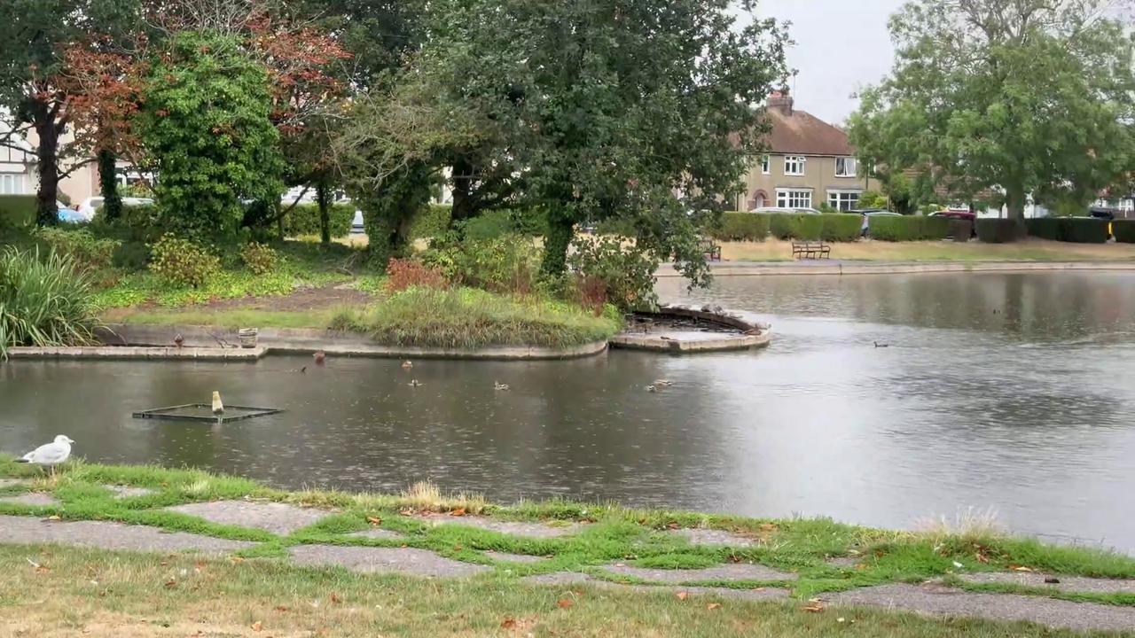 Video thumbnail for UK: Birds Swim in The Pond During Heavy Rainfall in Herne Bay.
