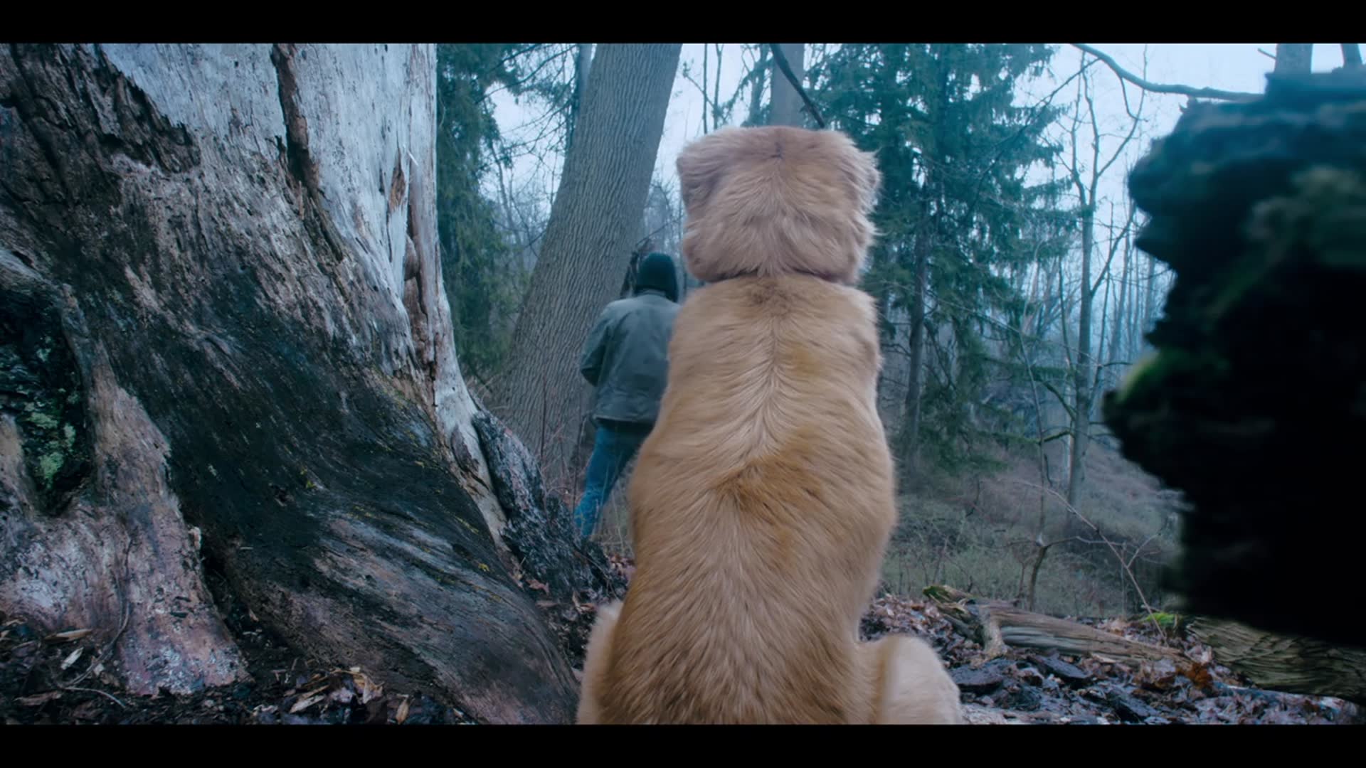 'Video thumbnail for Good Boy: Stay Here Boy'
