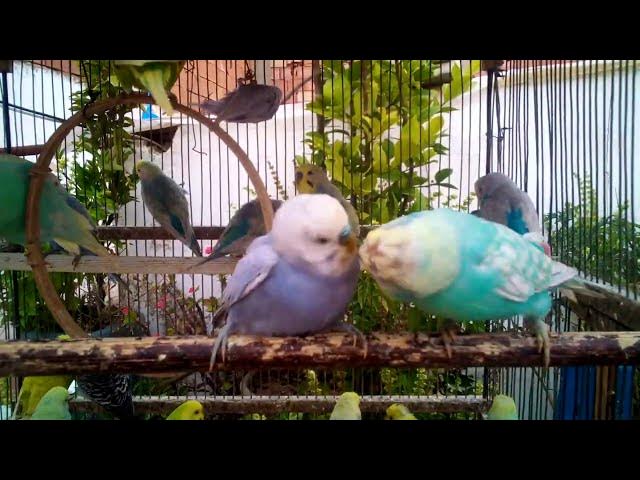 Video thumbnail for セキセイインコの魅力を紹介します！💚💛