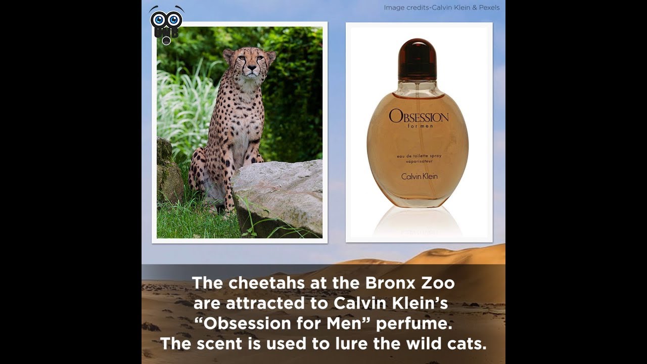 Video thumbnail for 15 Lesser-Known Facts About Cheetahs