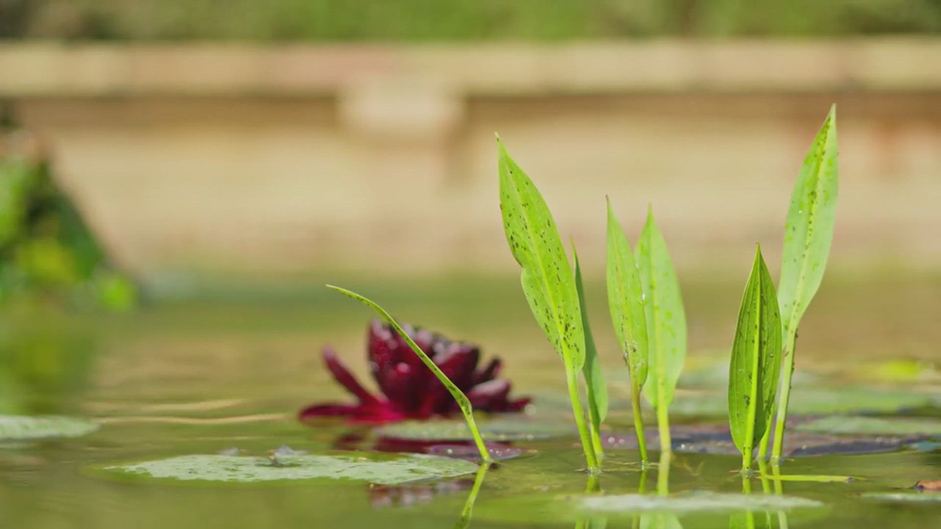 'Video thumbnail for How to Grow Lisianthus Successfully'