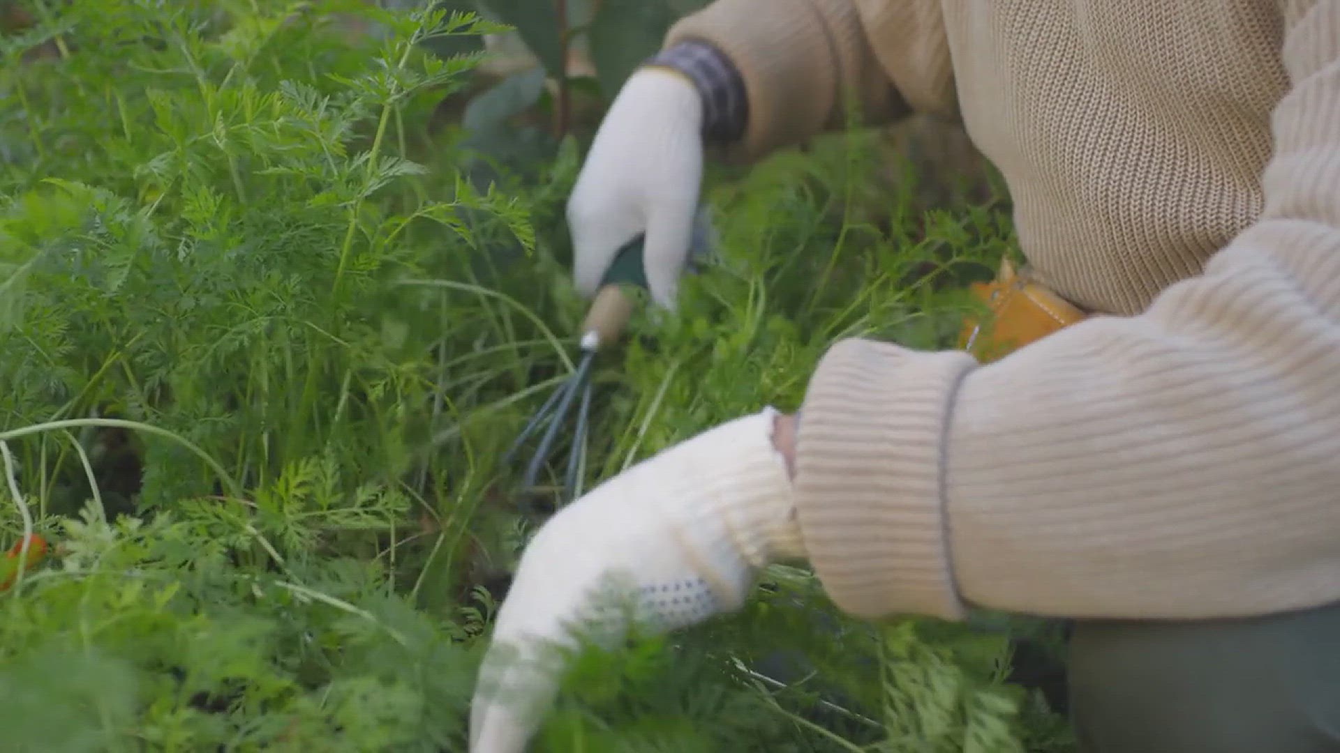'Video thumbnail for How to Grow a Weed-Free Garden'