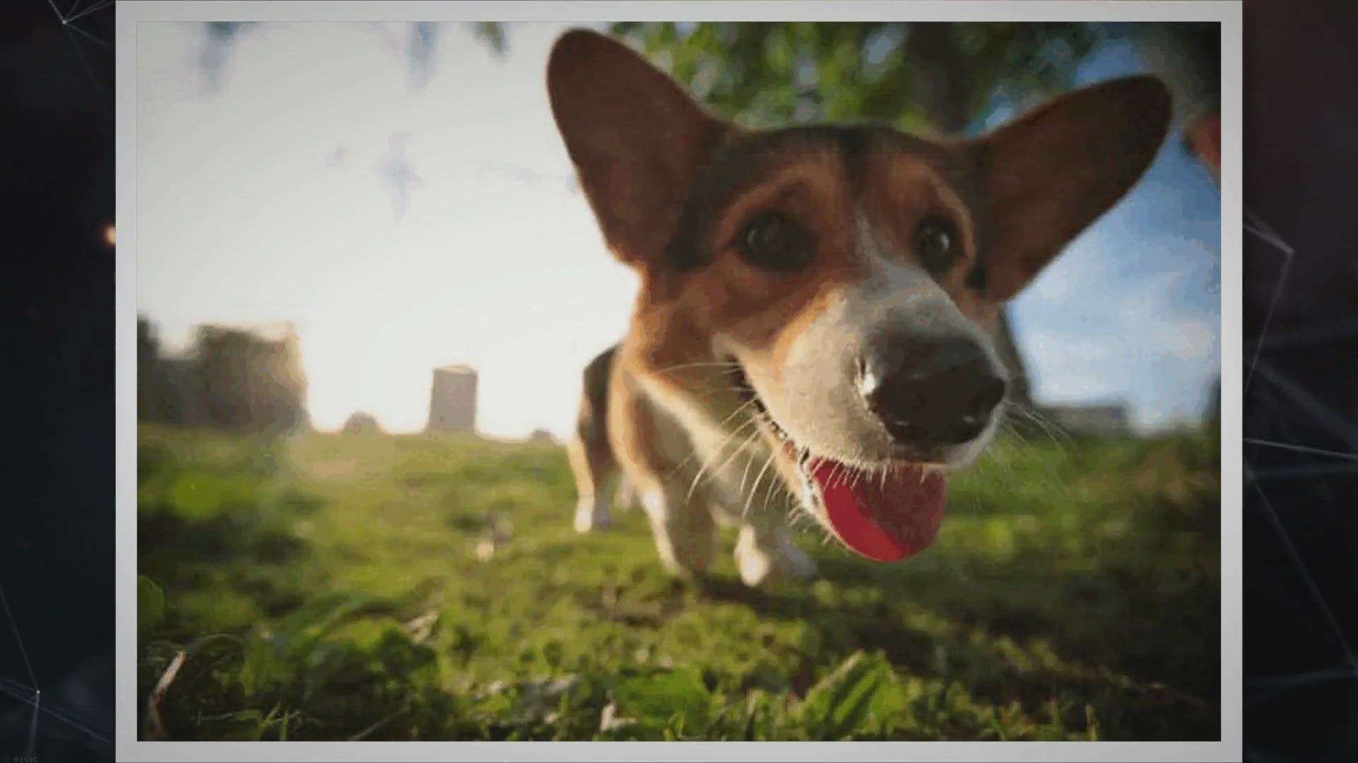 Video thumbnail for Jack Russell Corgi Mix (Cojack / Corki) Cross Dog Breed Facts