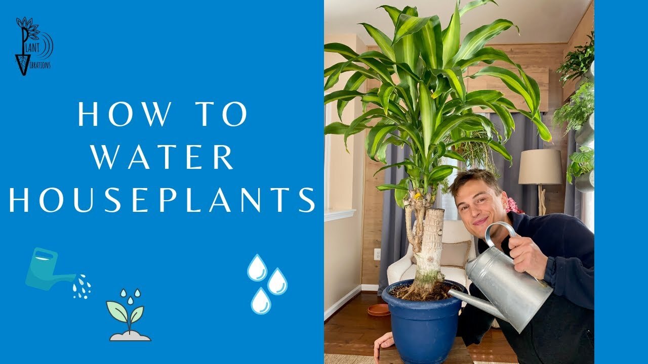 Video thumbnail for WATERING PLANTS: Developing the Mindset to Correctly Water our Plants