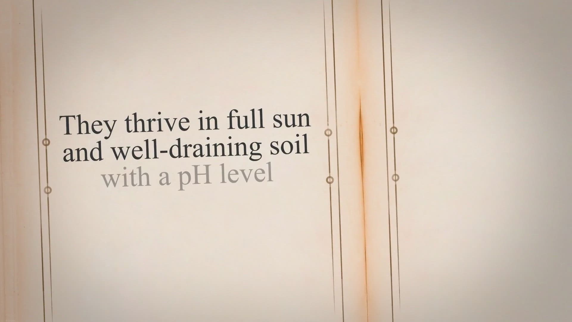 Video thumbnail for How To Grow Juliet Tomatoes