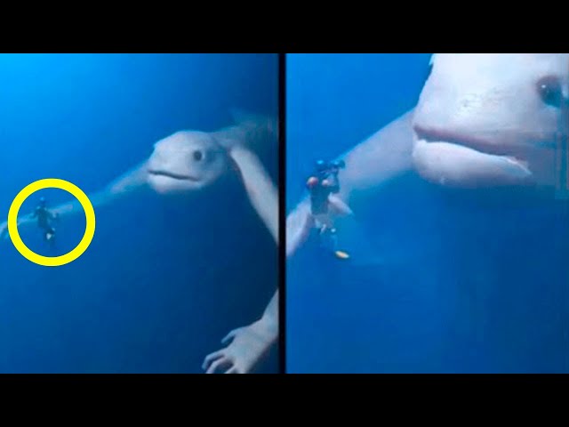Video thumbnail for Amateur Divers encountered a huge strange animal – they were terrified!