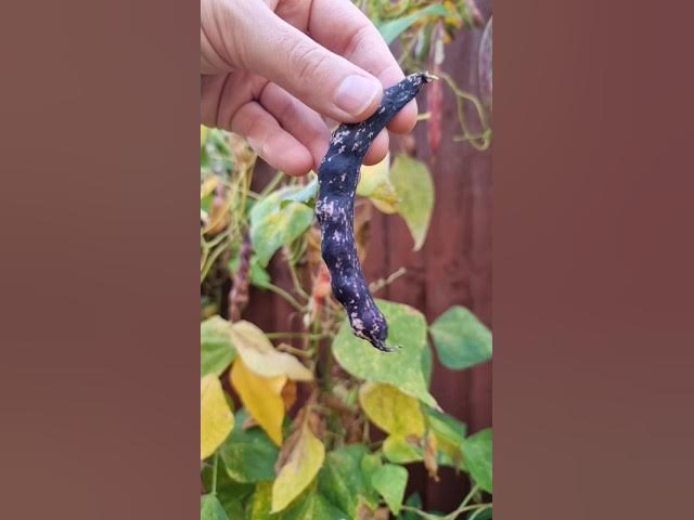 Video thumbnail for Black caterpillar #food #beans #short