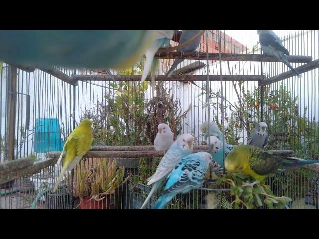 Video thumbnail for 🌅 8 Minutos ASMR Natural – Natureza Viva, Paz Interior e Sons Relaxantes 🌿