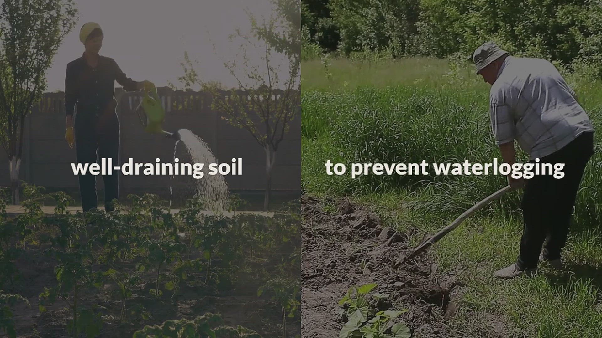 'Video thumbnail for Tips for Growing Chard in the Garden'