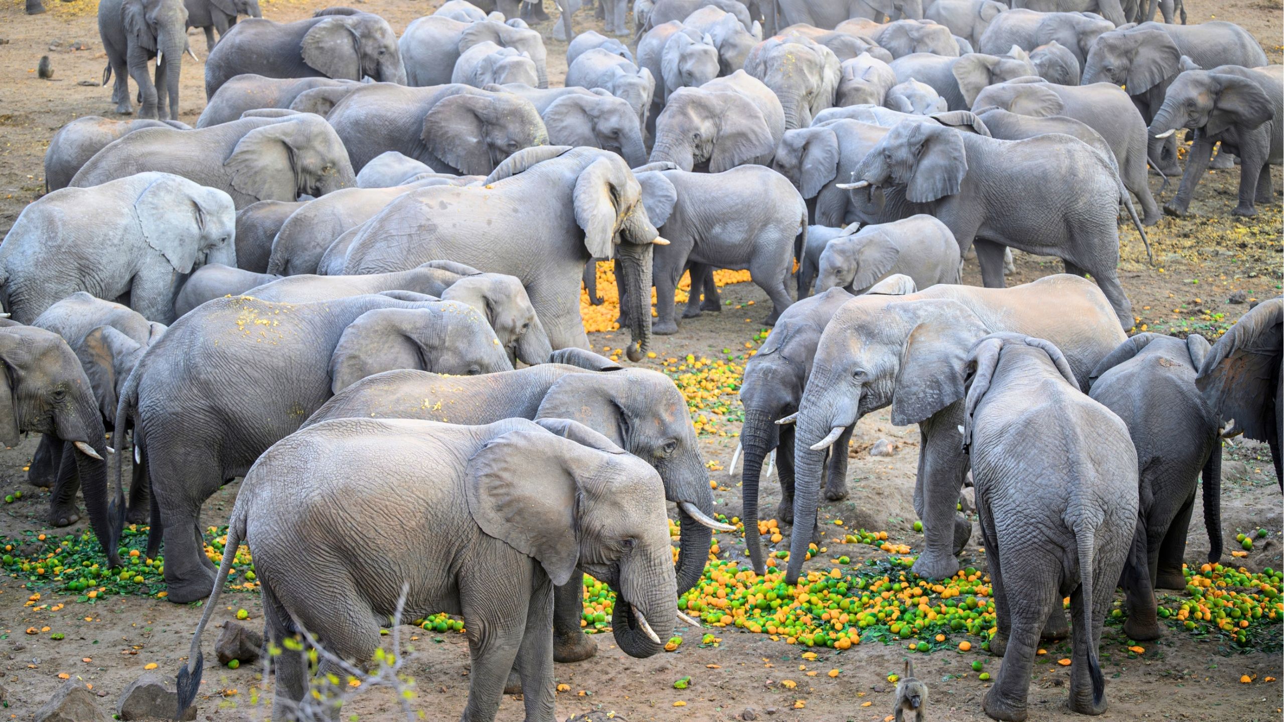 Video thumbnail for Hundreds Of Elephants Descend On Valley To Eat Estate's Discarded Fruit