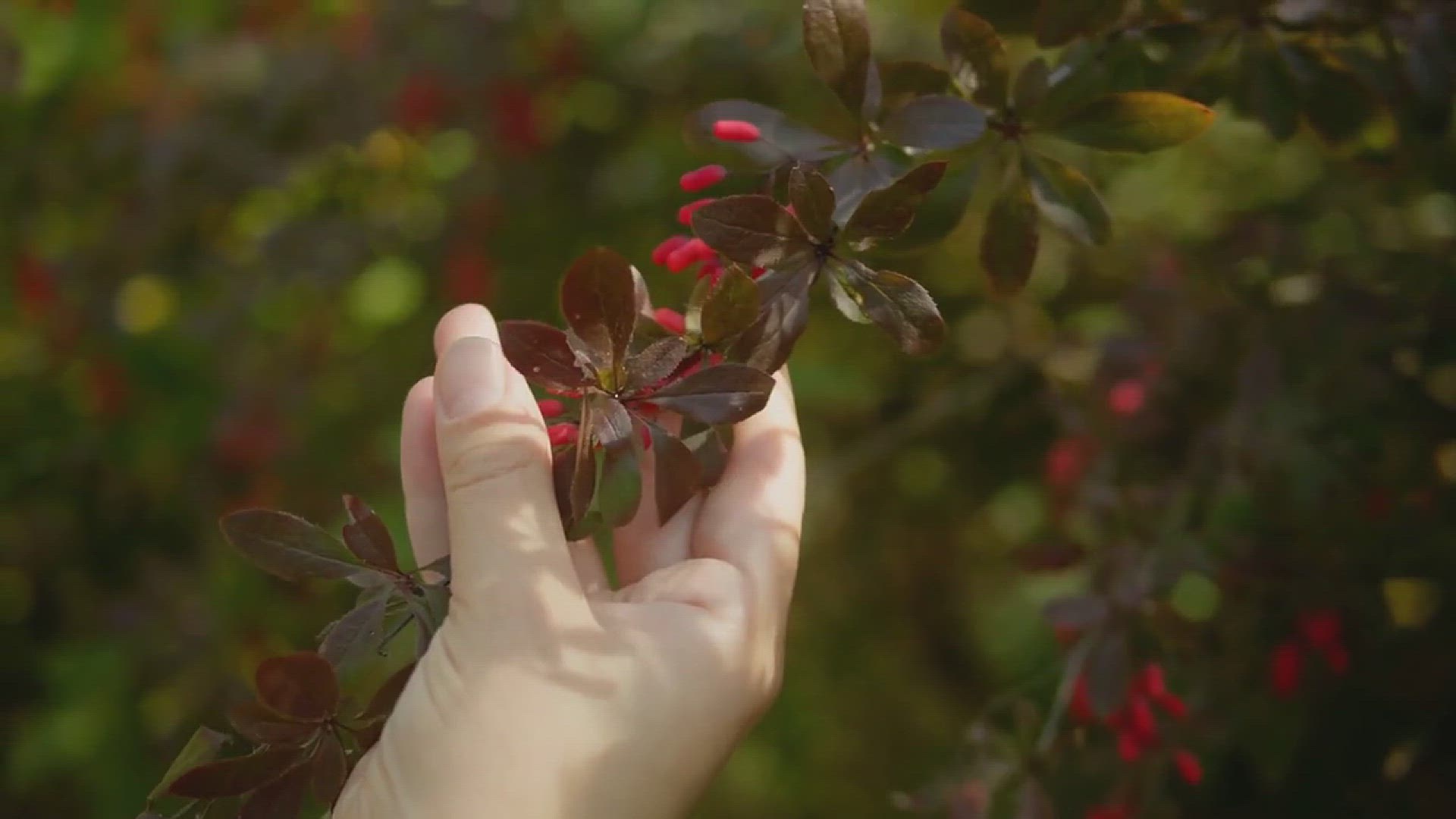 'Video thumbnail for 10 Shrubs with Colorful Foliage to Beautify Your Garden'