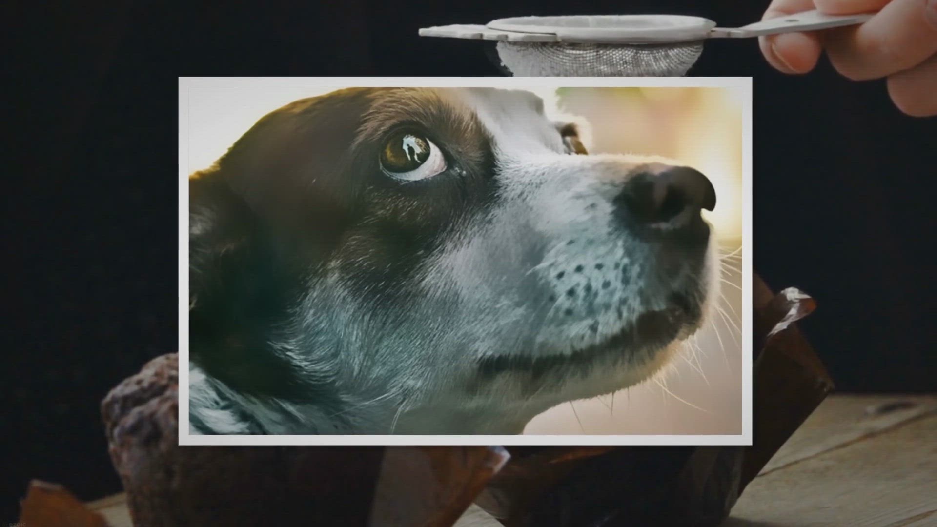 Video thumbnail for what-exactly-does-it-mean-when-a-dog-gives-you-the-whale-eyes-2/