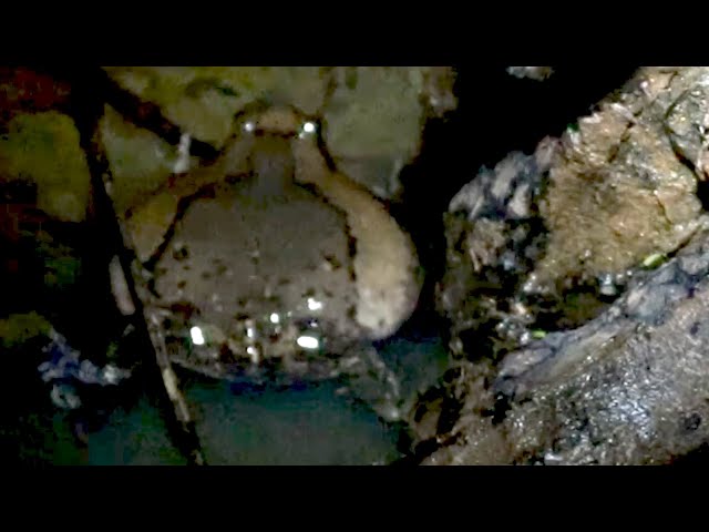 Video thumbnail for Male frog call female frog after rian in the night