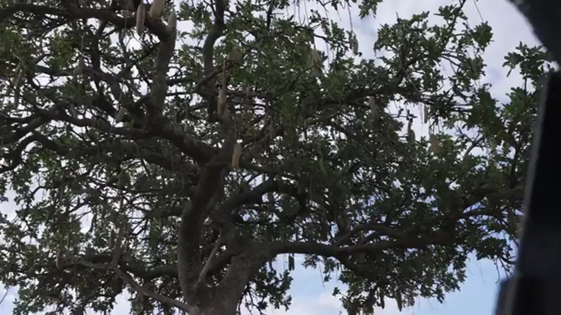 'Video thumbnail for Masai Mara THE BEST African Safari in KENYA!'
