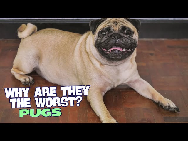 Video thumbnail for Why Pugs Are the Worst? 😱