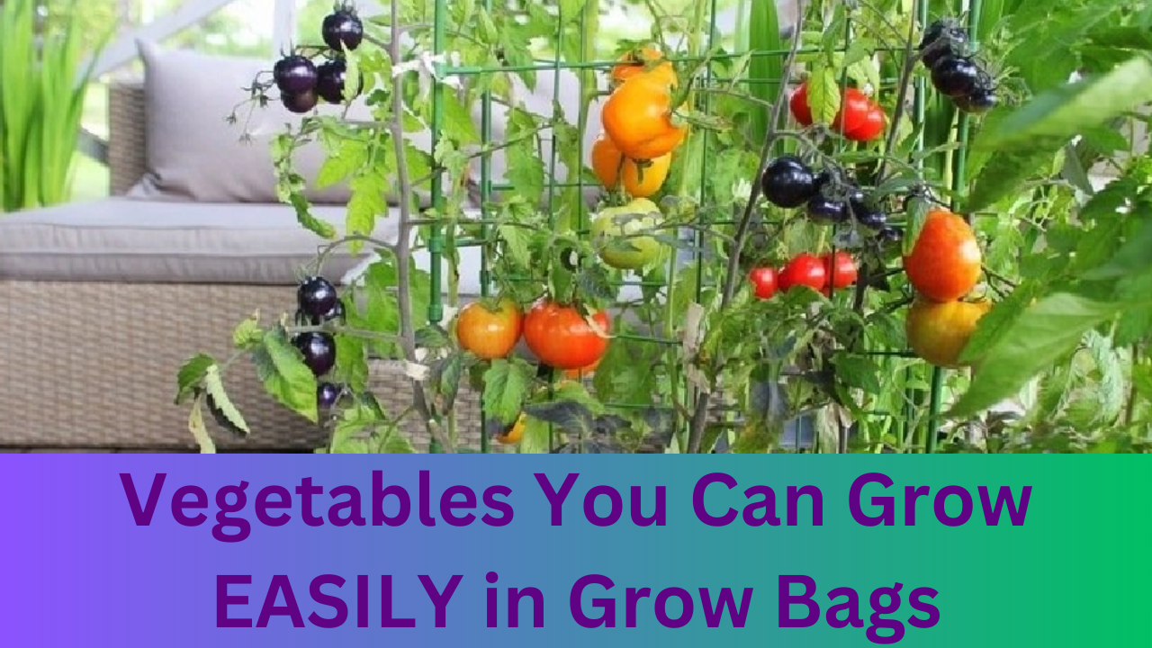 Video thumbnail for Vegetables You Can Grow Easily in Grow Bags In Your Belcony