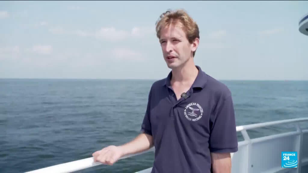 Video thumbnail for Whales spark joy in New York but face threats from boat traffic
