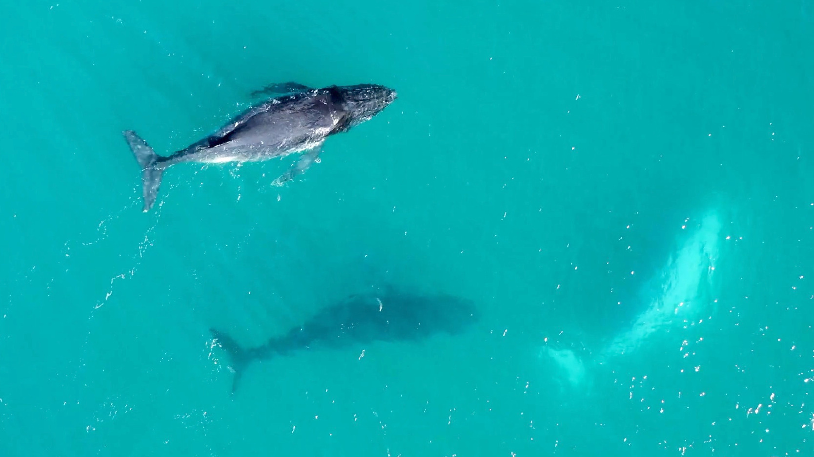 Video thumbnail for Why Do Whales Worldwide Wear Seaweed Hats?