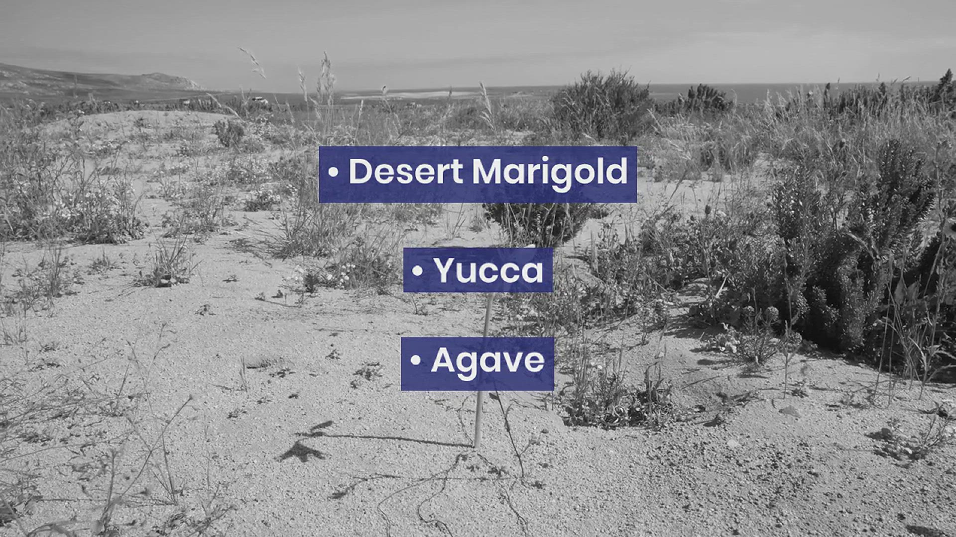 'Video thumbnail for Desert Landscaping Ideas'