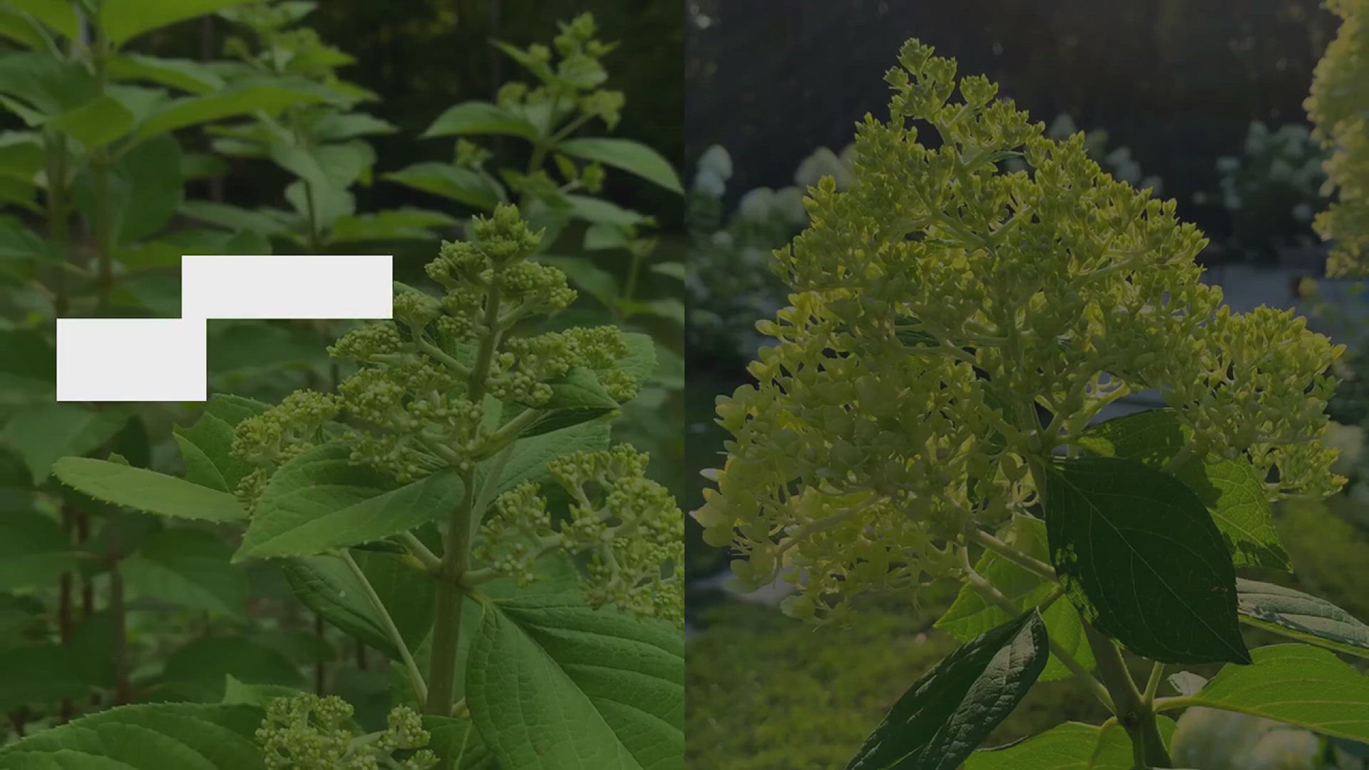 'Video thumbnail for Hydrangea Landscaping Ideas'