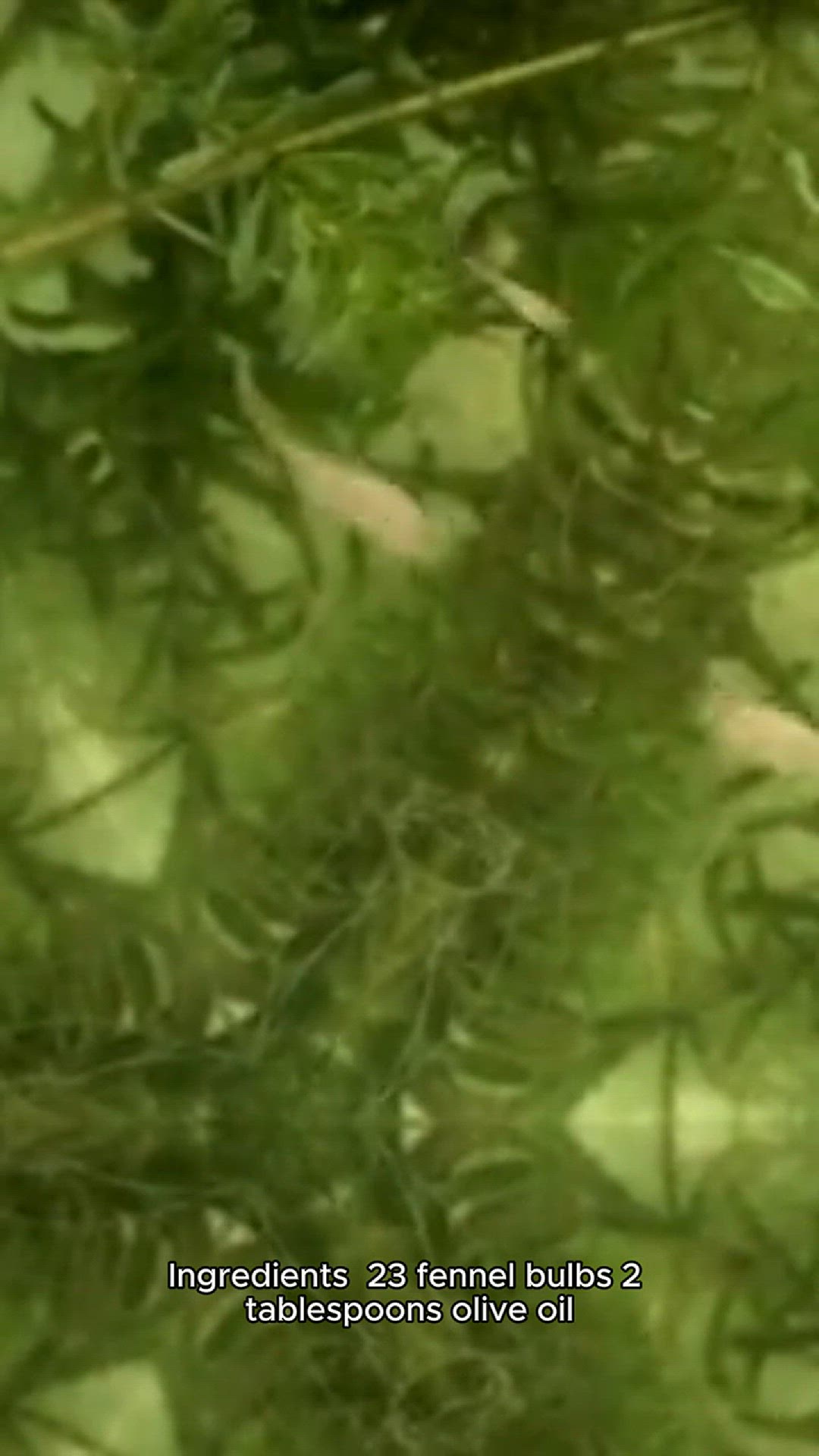 Video thumbnail for fennel recipe